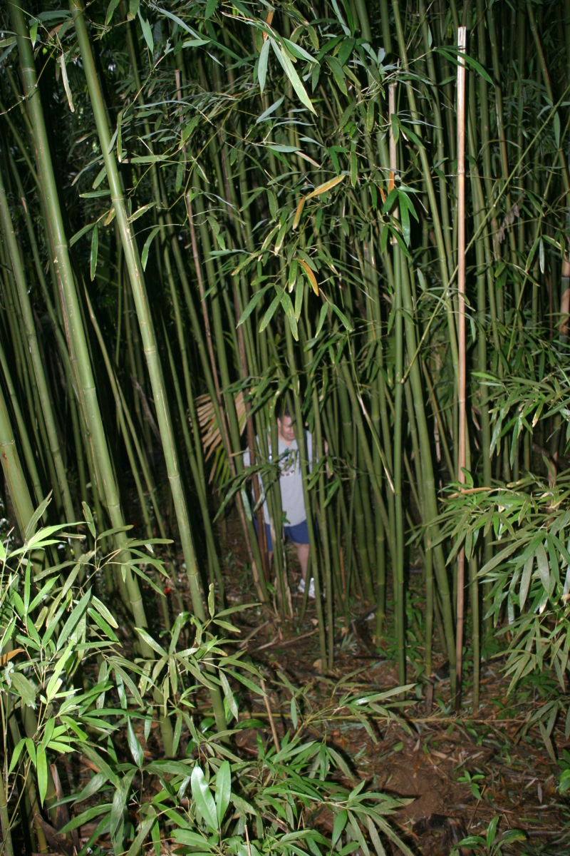2008/01(January)/Hawaii/Jan12/1-Manoa-Falls/800x600_2008-01-12-Hawaii-Manoa-Trail-21-Steve.JPG