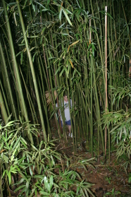 2008-01-12-Hawaii-Manoa-Trail-21-Steve.JPG