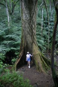 2008-01-12-Hawaii-Manoa-Trail-25-Juanita-tree.JPG