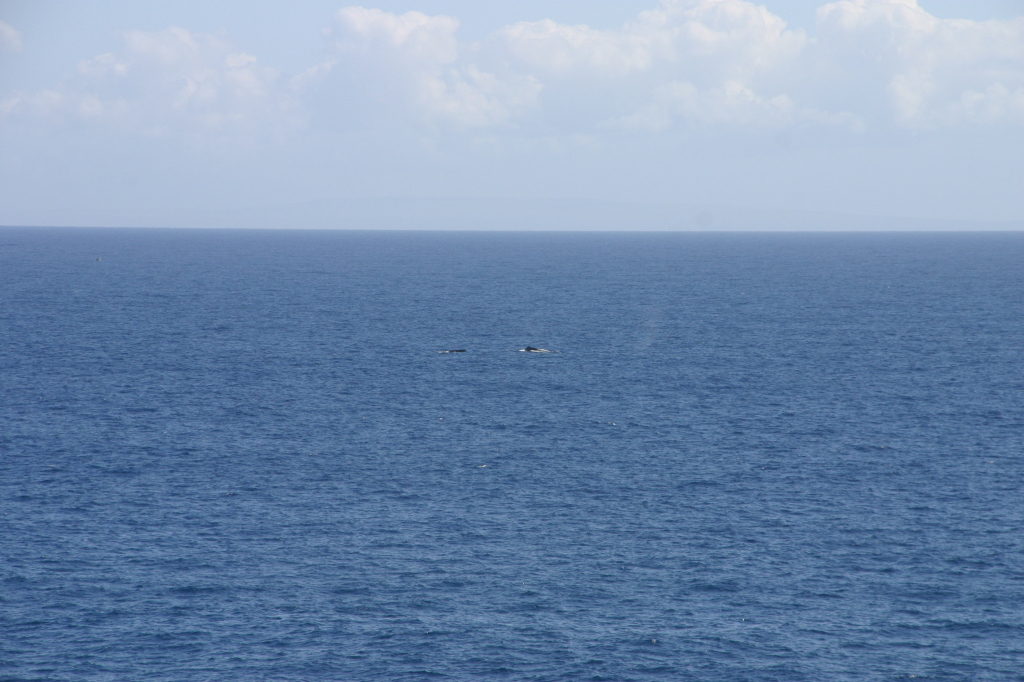 2008-01-12-Hawaii-Lava-Tube-32-whales.JPG