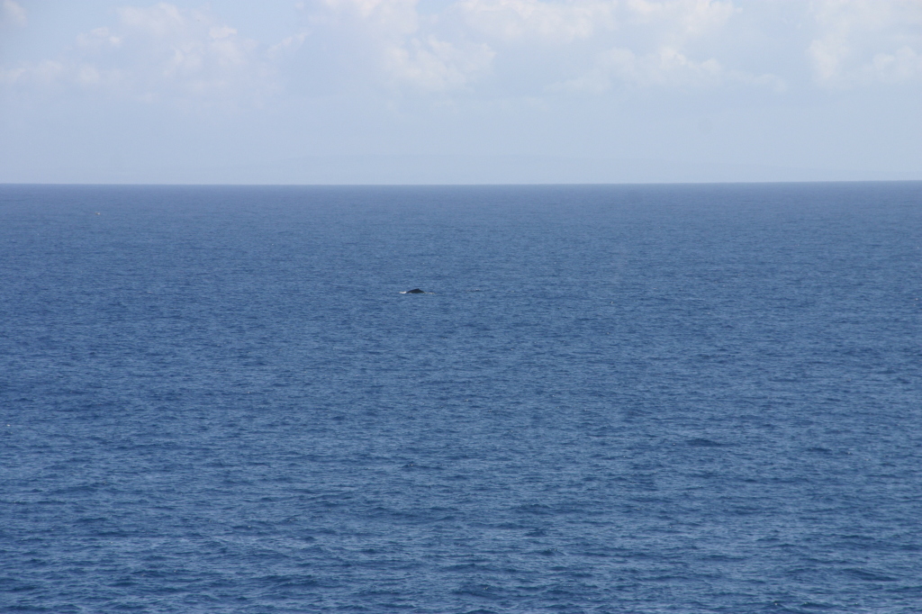 2008-01-12-Hawaii-Lava-Tube-33-whales.JPG