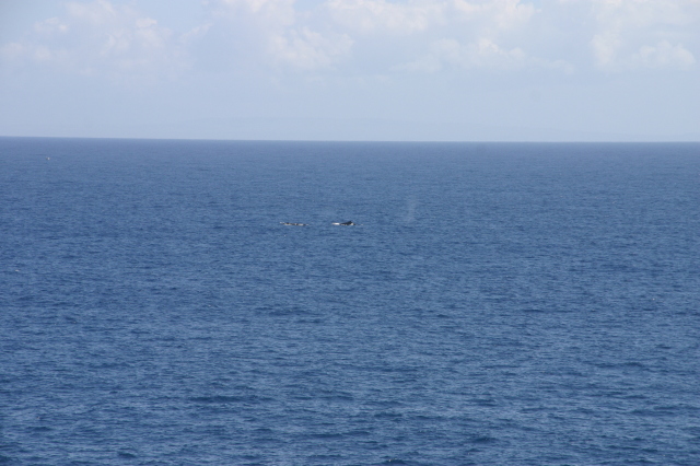 2008-01-12-Hawaii-Lava-Tube-31-whales.JPG