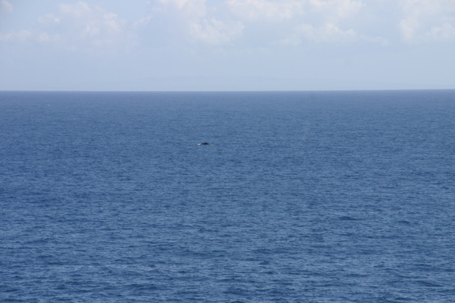 2008-01-12-Hawaii-Lava-Tube-33-whales.JPG