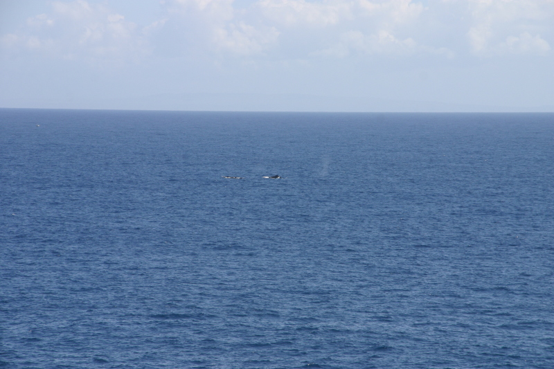 2008/01(January)/Hawaii/Jan12/3-Lava-Tube/800x600_2008-01-12-Hawaii-Lava-Tube-31-whales.JPG