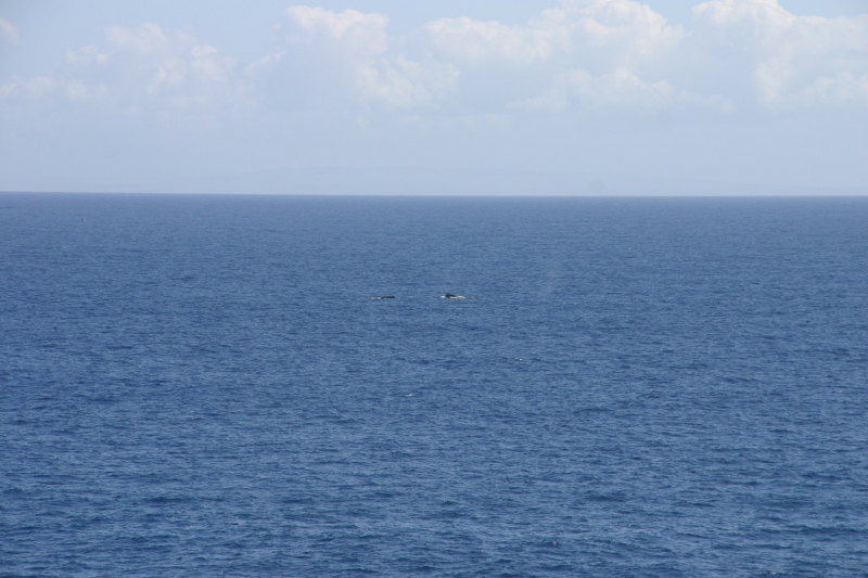 2008/01(January)/Hawaii/Jan12/3-Lava-Tube/800x600_2008-01-12-Hawaii-Lava-Tube-32-whales.JPG