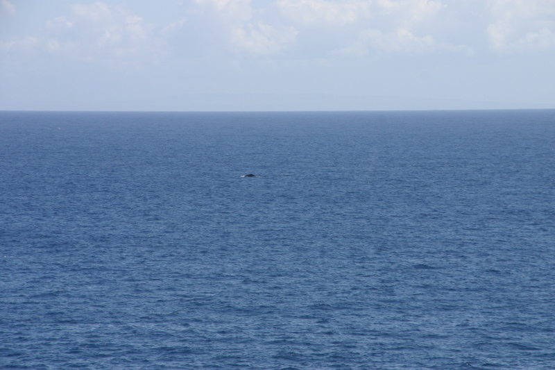2008/01(January)/Hawaii/Jan12/3-Lava-Tube/800x600_2008-01-12-Hawaii-Lava-Tube-33-whales.JPG
