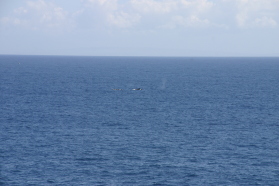 2008-01-12-Hawaii-Lava-Tube-31-whales.JPG