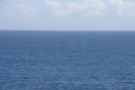 2008-01-12-Hawaii-Lava-Tube-32-whales.JPG