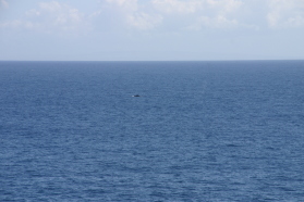 2008-01-12-Hawaii-Lava-Tube-33-whales.JPG