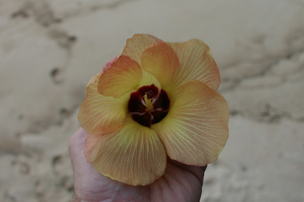 2008-01-16-Tisas-Barefoot-Bar-13-flower-GOOD.JPG