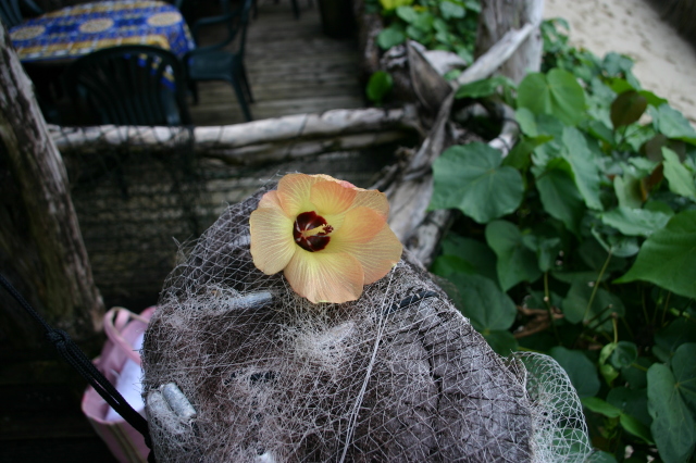 2008-01-16-Tisas-Barefoot-Bar-14-flower.JPG