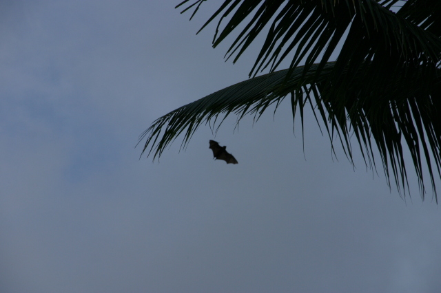 2008/01(January)/Hawaii/Jan16-American-Samoa/Tisas-Barefoot-Bar/640x480_2008-01-16-Tisas-Barefoot-Bar-29-bat.JPG