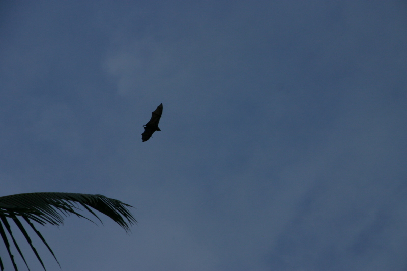 2008/01(January)/Hawaii/Jan16-American-Samoa/Tisas-Barefoot-Bar/800x600_2008-01-16-Tisas-Barefoot-Bar-30-bat.JPG