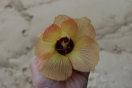 2008-01-16-Tisas-Barefoot-Bar-13-flower-GOOD.JPG