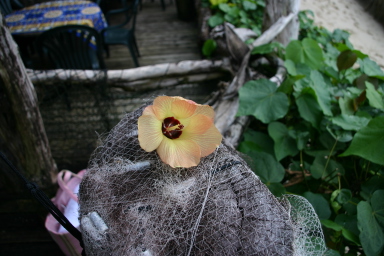 2008-01-16-Tisas-Barefoot-Bar-14-flower.JPG