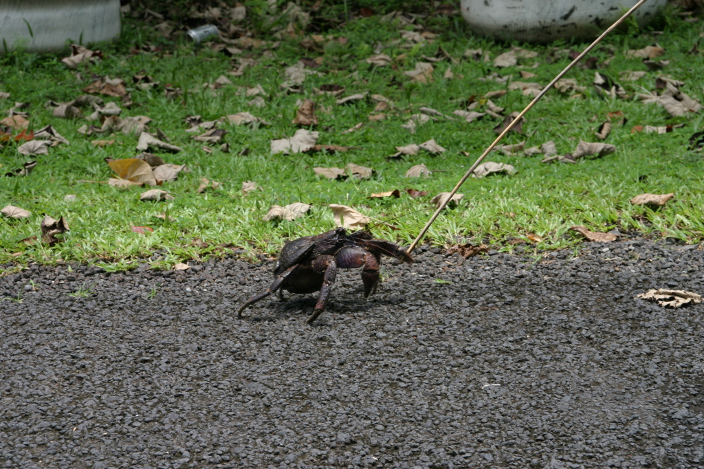 2008/01(January)/Hawaii/Jan17-American-Samoa/1024x768_2008-01-17-American-Samoa-57-giant-crab.JPG