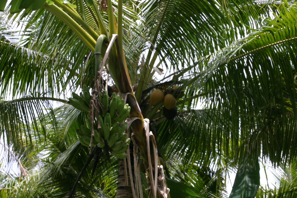 2008/01(January)/Hawaii/Jan17-American-Samoa/1024x768_2008-01-17-American-Samoa-62-bananas-and-coconuts-GOOD.JPG