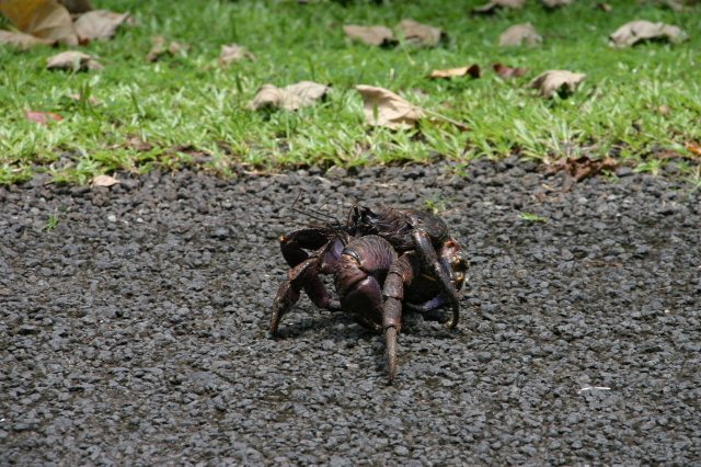 2008/01(January)/Hawaii/Jan17-American-Samoa/640x480_2008-01-17-American-Samoa-53-giant-crab.JPG
