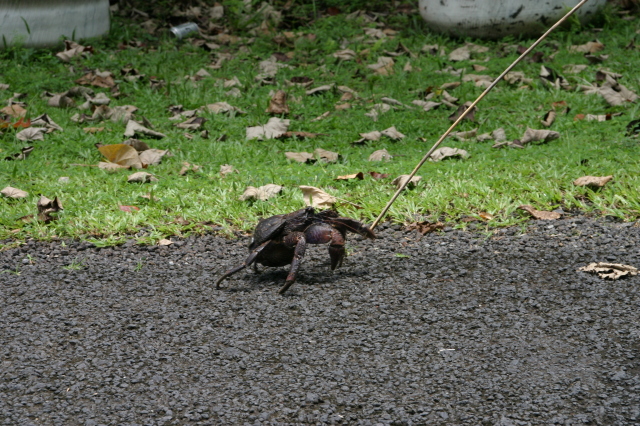 2008-01-17-American-Samoa-57-giant-crab.JPG