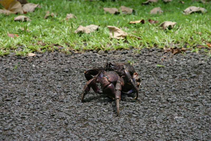 2008/01(January)/Hawaii/Jan17-American-Samoa/800x600_2008-01-17-American-Samoa-53-giant-crab.JPG