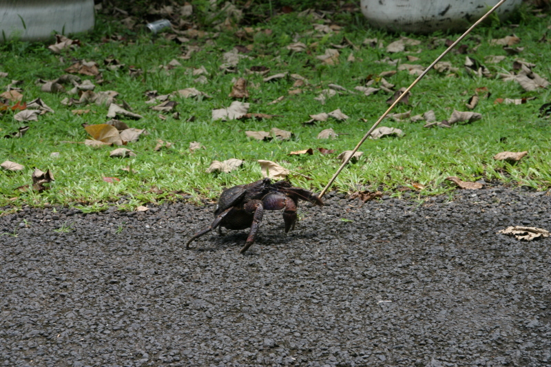 2008/01(January)/Hawaii/Jan17-American-Samoa/800x600_2008-01-17-American-Samoa-57-giant-crab.JPG