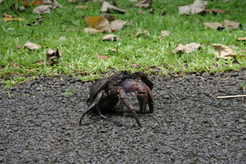 2008/01(January)/Hawaii/Jan17-American-Samoa/800x600_2008-01-17-American-Samoa-58-giant-crab-GOOD.JPG