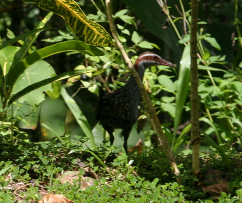 2008/01(January)/Hawaii/Jan17-American-Samoa/800x600_2008-01-17-American-Samoa-61-bird.JPG
