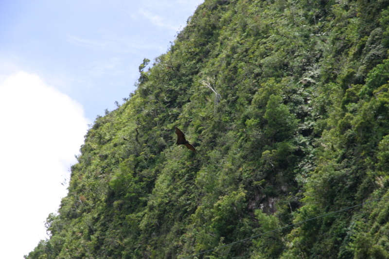 2008/01(January)/Hawaii/Jan17-American-Samoa/800x600_2008-01-17-American-Samoa-66-bat.JPG
