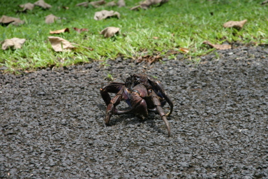 2008-01-17-American-Samoa-52-giant-crab.JPG