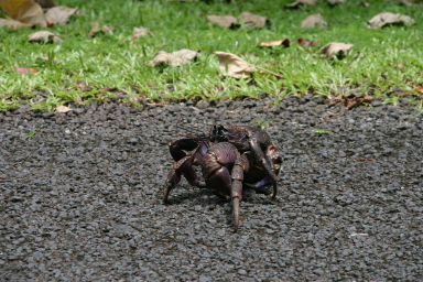 2008-01-17-American-Samoa-53-giant-crab.JPG