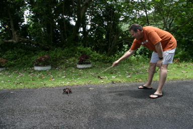 2008-01-17-American-Samoa-55-giant-crab.JPG