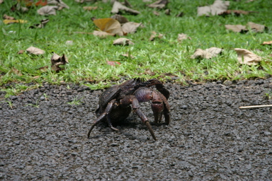2008-01-17-American-Samoa-58-giant-crab-GOOD.JPG