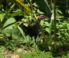 2008-01-17-American-Samoa-61-bird.JPG