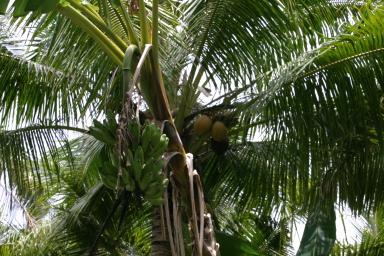 2008-01-17-American-Samoa-62-bananas-and-coconuts-GOOD.JPG
