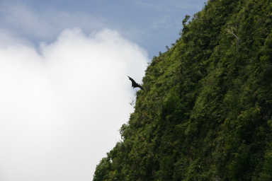 2008-01-17-American-Samoa-65-bat-GOOD.JPG