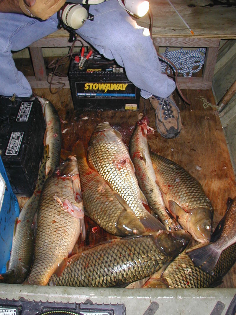 2008/09(September)/Bow-Fishing/800x600_2008-09-12-Inks-Lake-Bow-Fishing-6-Fish.JPG