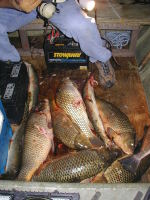 2008-09-12-Inks-Lake-Bow-Fishing-6-Fish.JPG