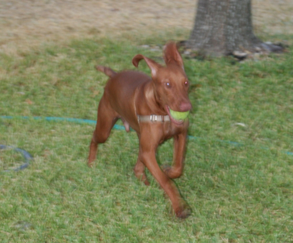 2008-10-03-Bevo-the-Vizsla-3.jpg