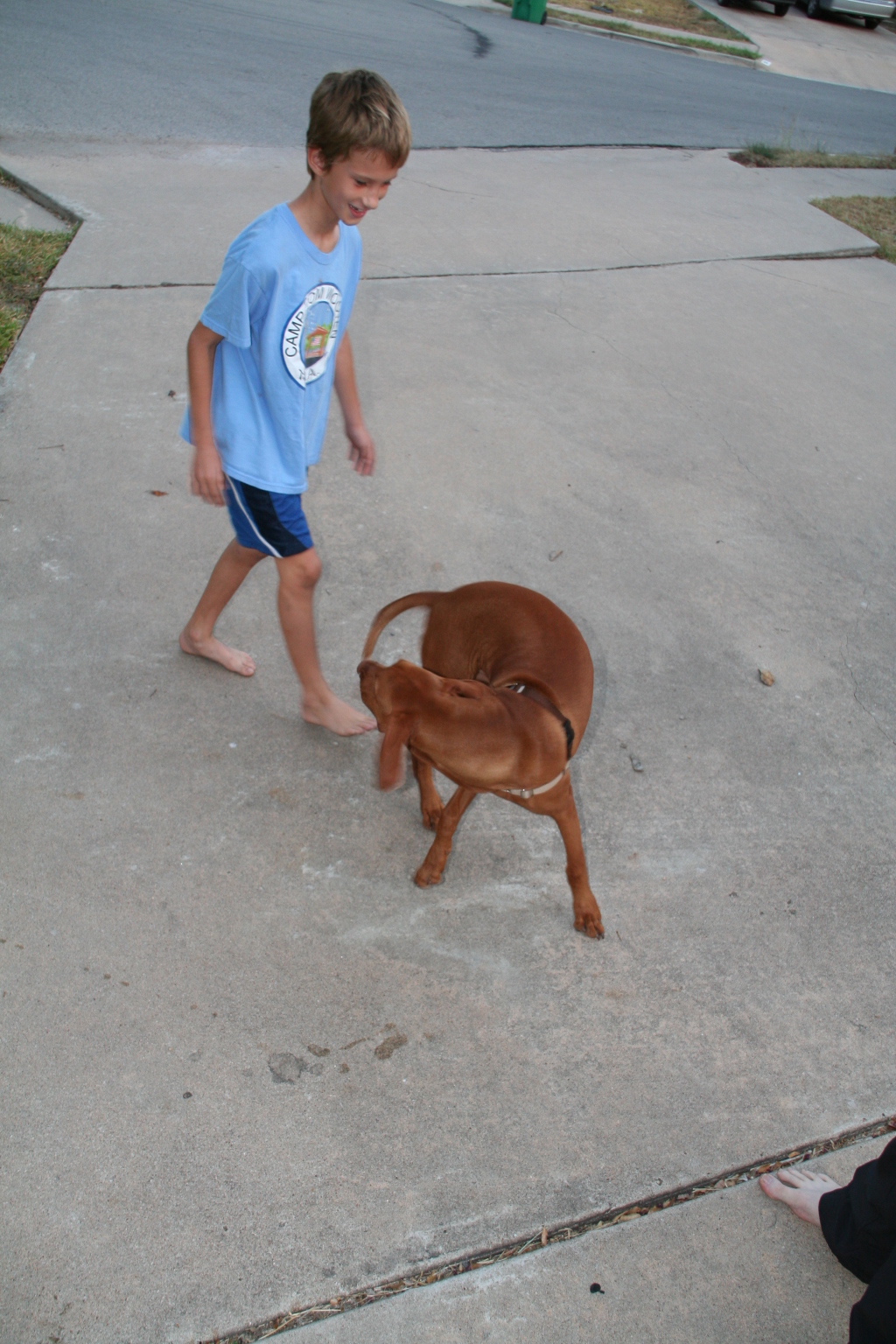 2008-10-03-Bevo-the-Vizsla-4.JPG