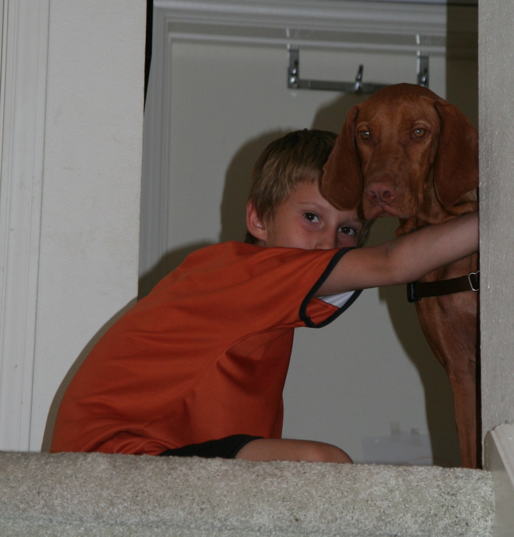 2008/10(October)/Bevo-the-Vizsla/1024x768_2008-10-04-Bevo-1.JPG