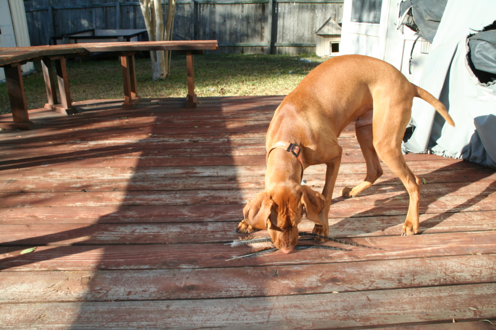 2008/10(October)/Bevo-the-Vizsla/1024x768_2008-11-16-Bevo-1.JPG