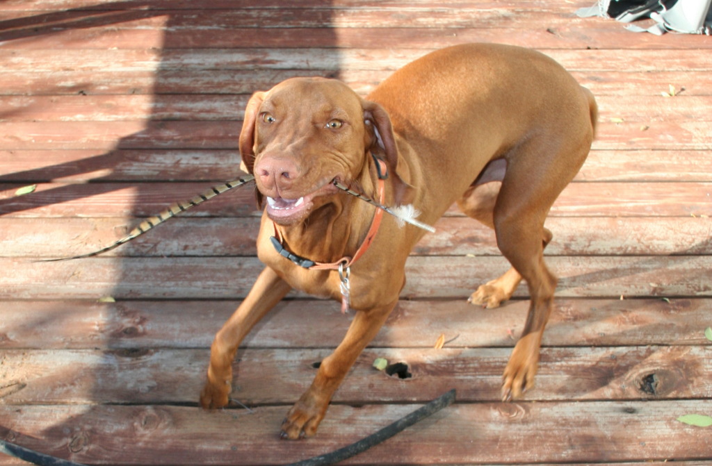 2008/10(October)/Bevo-the-Vizsla/1024x768_2008-11-16-Bevo-3.JPG