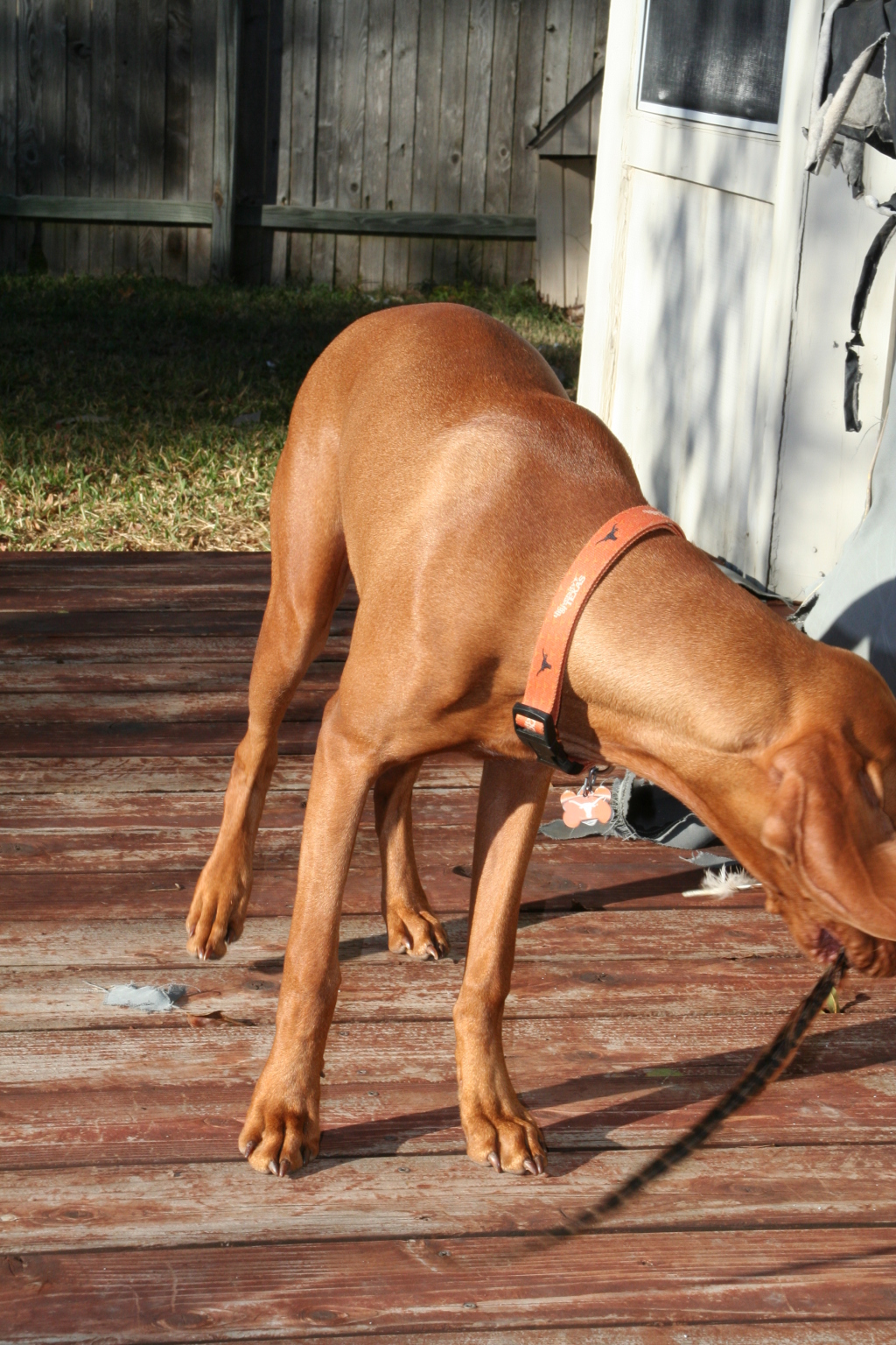2008/10(October)/Bevo-the-Vizsla/1024x768_2008-11-16-Bevo-8.JPG