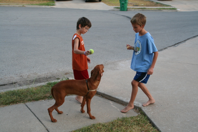 2008/10(October)/Bevo-the-Vizsla/640x480_2008-10-03-Bevo-the-Vizsla-7.JPG