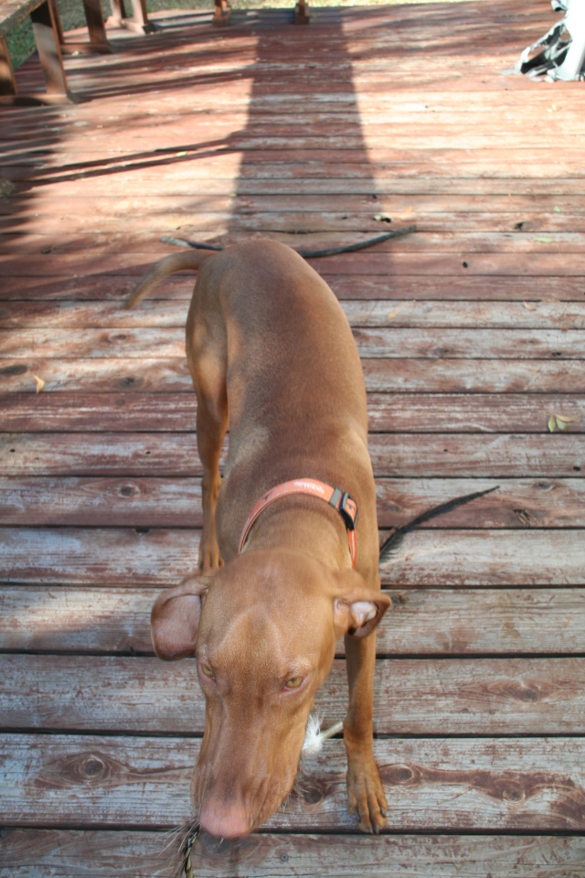 2008/10(October)/Bevo-the-Vizsla/640x480_2008-11-16-Bevo-6.JPG