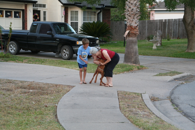 2008/10(October)/Bevo-the-Vizsla/800x600_2008-10-03-Bevo-the-Vizsla-5.JPG