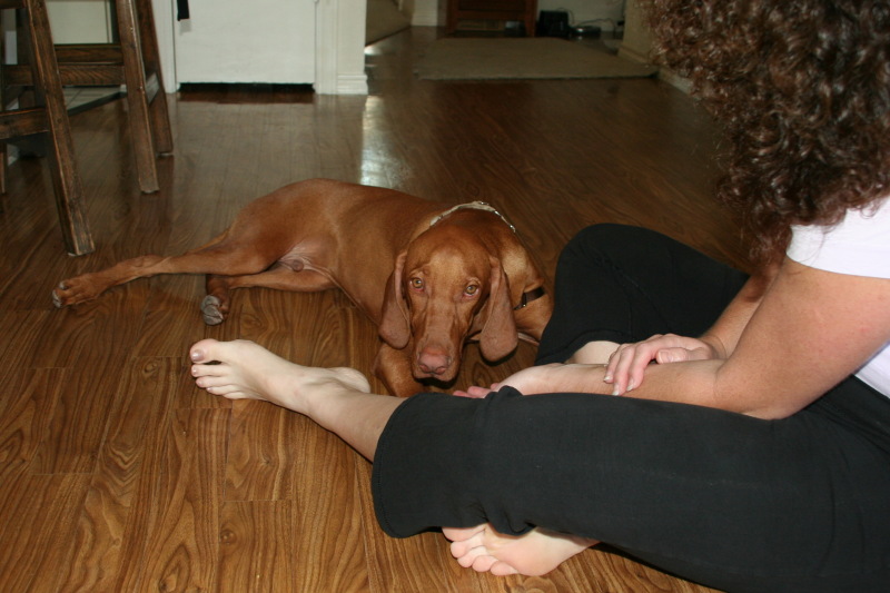 2008/10(October)/Bevo-the-Vizsla/800x600_2008-10-04-Bevo-5.JPG