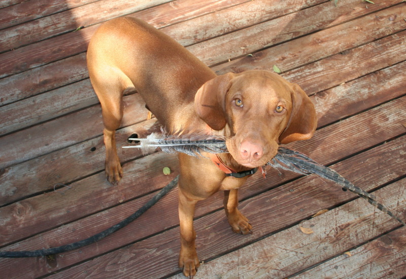 2008/10(October)/Bevo-the-Vizsla/800x600_2008-11-16-Bevo-2.JPG