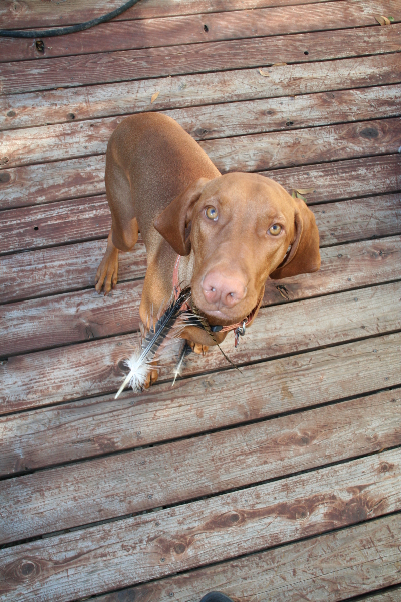 2008/10(October)/Bevo-the-Vizsla/800x600_2008-11-16-Bevo-5.JPG