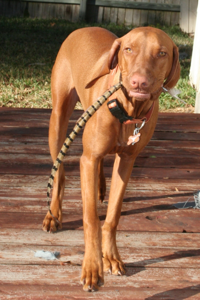 2008/10(October)/Bevo-the-Vizsla/800x600_2008-11-16-Bevo-7.JPG